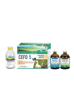 CEFO 5