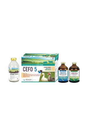 CEFO 5