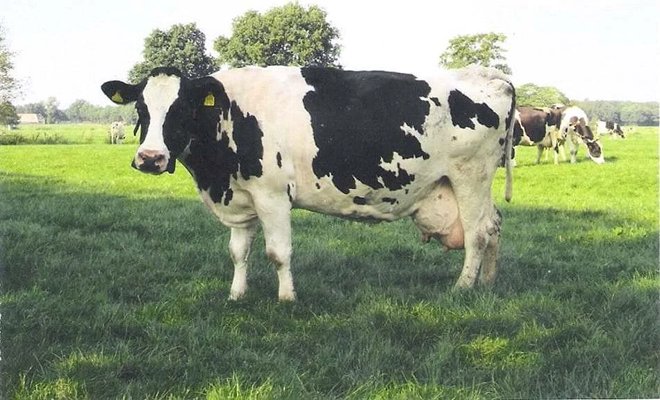 Uterine Torsion In Cattle