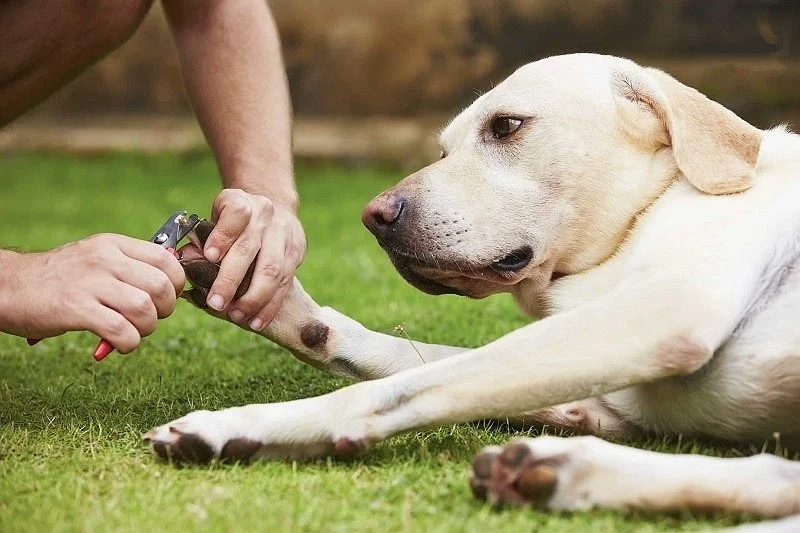 3 Steps To Properly Clean Your Dog’s Paws – Spa-Quality Care