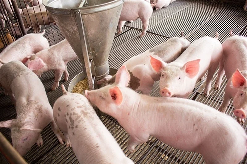 7 Nutritional Solutions For Edema Disease In Piglets