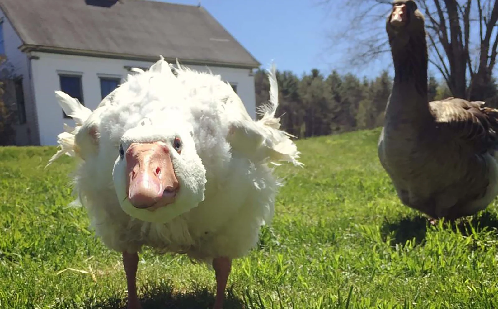 Discover Interesting Facts About Geese