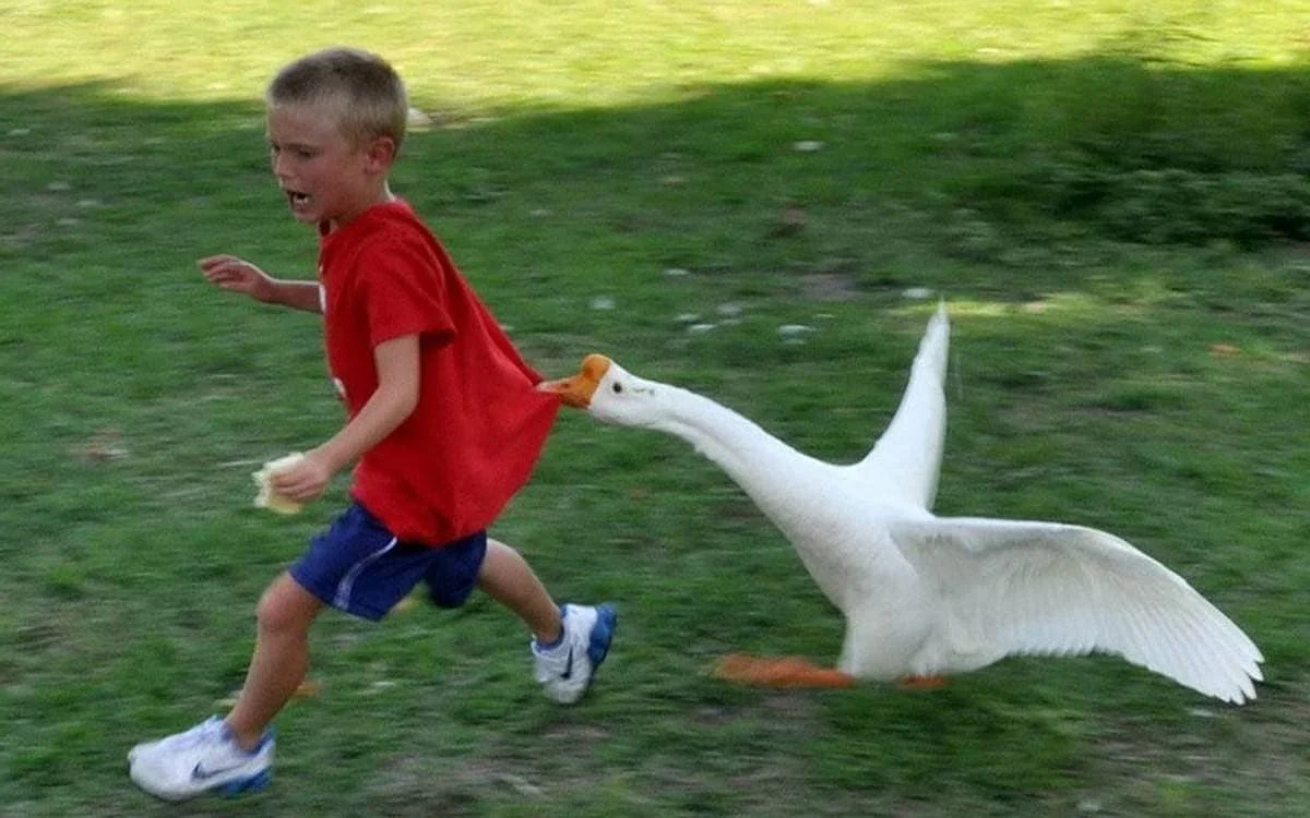 Discover Interesting Facts About Geese