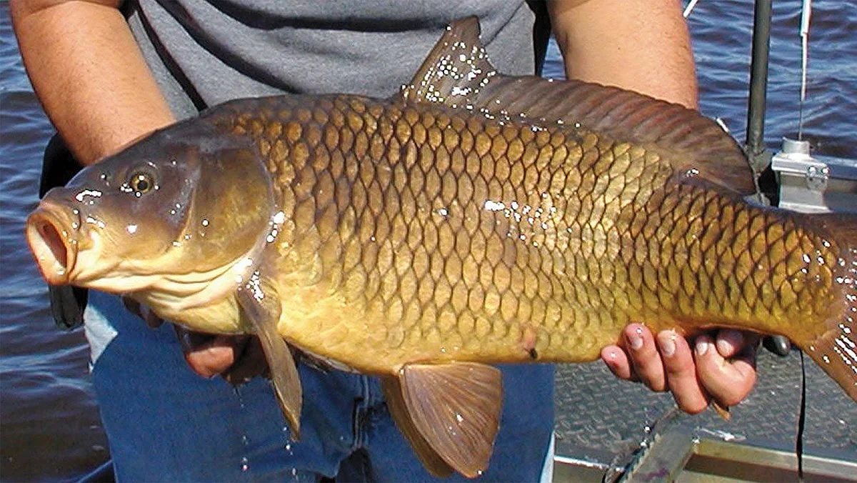 The Secret To Turning Common Carp Into Crunchy Carp