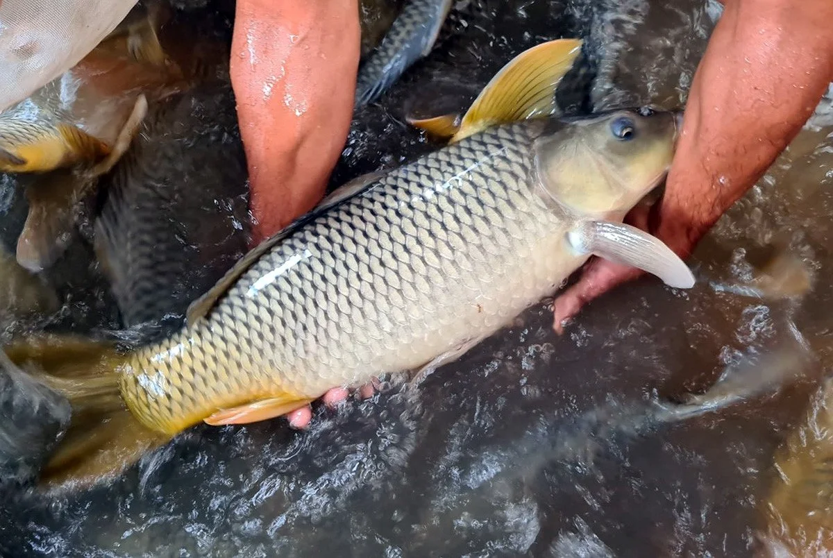The Secret To Turning Common Carp Into Crunchy Carp