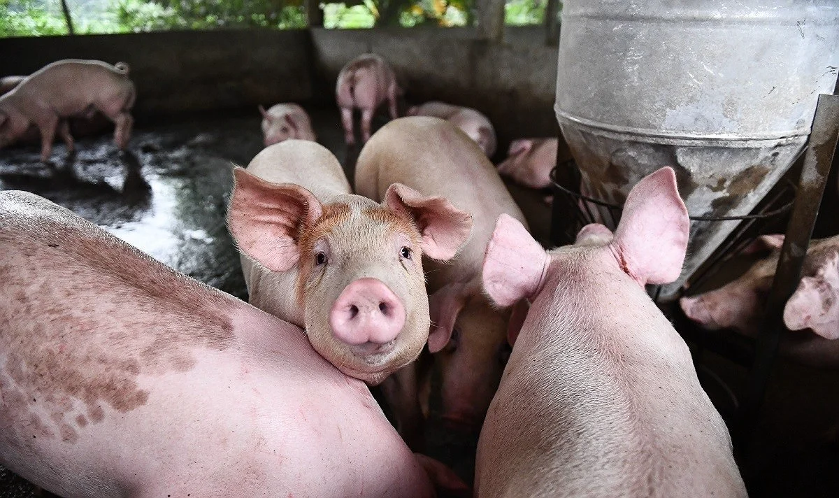 How To Identify And Control Red Skin Diseases In Pigs