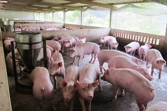 How To Identify And Control Red Skin Diseases In Pigs