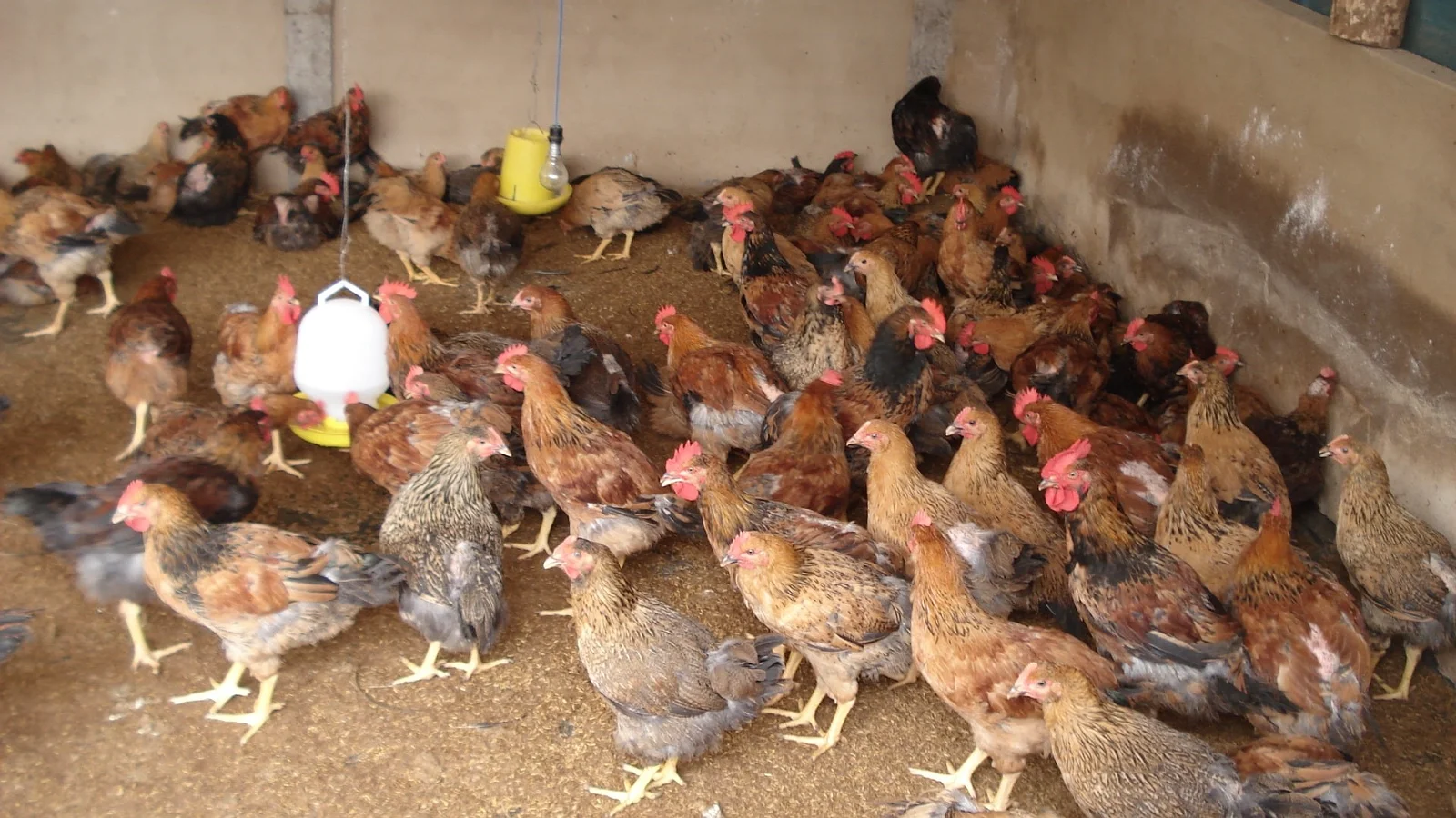 Prevention And Control Of Pecking Behavior In Poultry