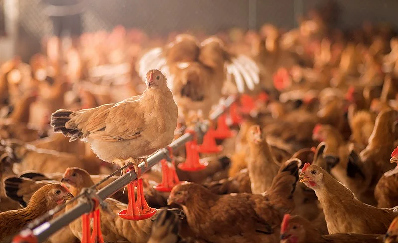Prevention And Control Of Pecking Behavior In Poultry