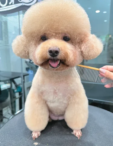Grooming for Dogs and Cats: More Than Just Beauty