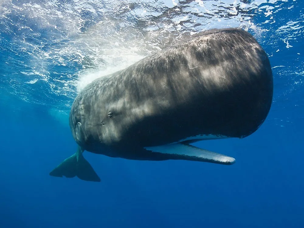 TOP 10 ANIMALS WITH THE LONGEST GESTATION PERIODS IN THE WORLD