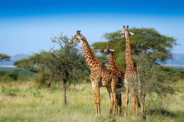TOP 10 ANIMALS WITH THE LONGEST GESTATION PERIODS IN THE WORLD