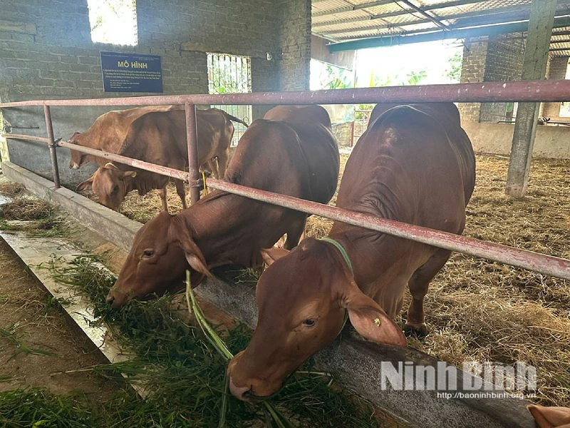 Field Seminar on the Senepol Crossbred Dual-Purpose Cow Farming Model
