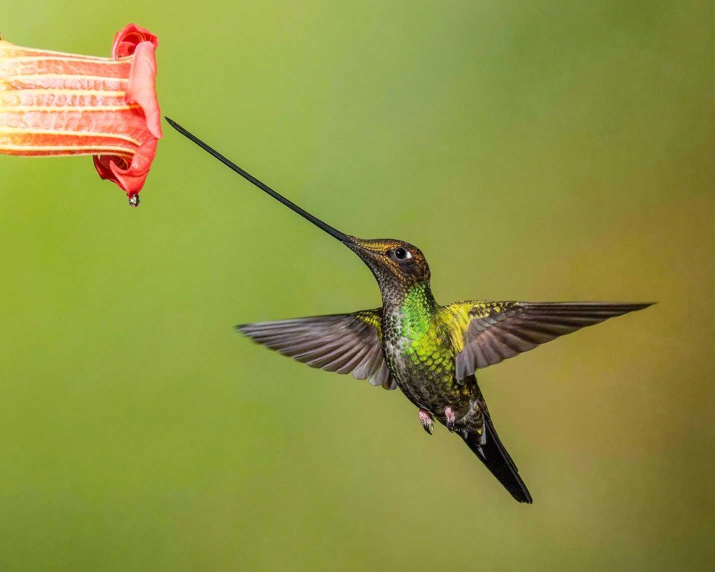 Top 5 Birds With The Most Bizarre Beaks In The World