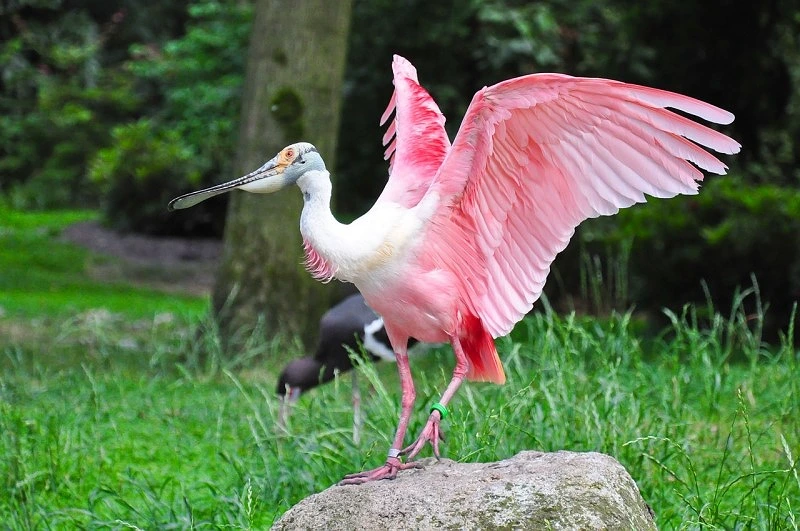Top 5 Birds With The Most Bizarre Beaks In The World