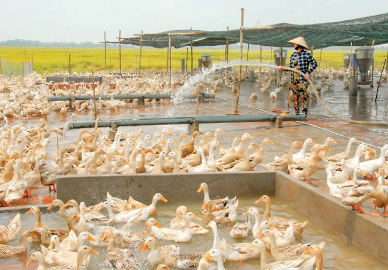 Avian Aspergillosis In Ducks And Prevention Methods