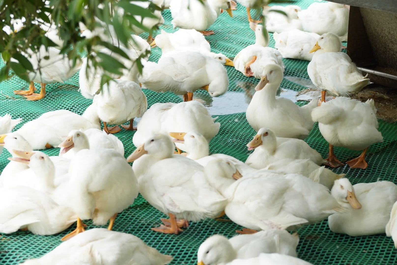 Avian Aspergillosis In Ducks And Prevention Methods