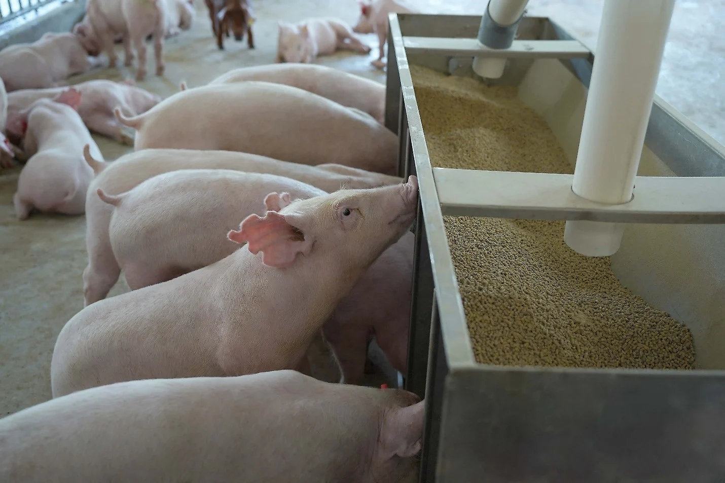 Rickets In Pigs