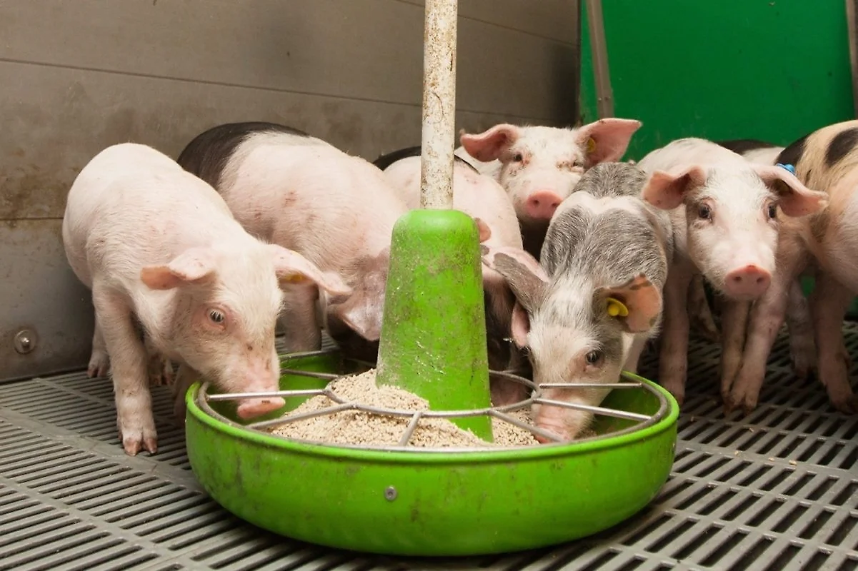 Rickets In Pigs